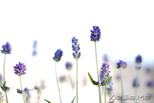 12697135268506����ɫ��White����ɫ��޹�²ݡ�����flower��lavender�������䡢���졢ʢ�������